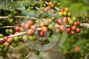 Coffee beans