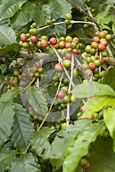 Coffee beans