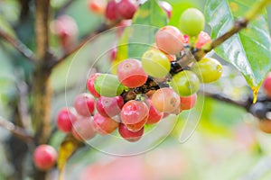 Coffee beans