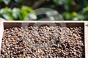 Coffee beans background.Brown roasted coffee beans pattern in coffee shop prepared for making cappuccino or latte hot drink