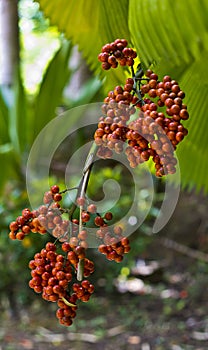 Coffee Beans photo
