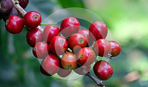 Coffee beans, Boquete, Chiriqui, Panama