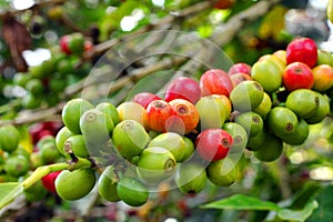 Coffee beans, Boquete, Chiriqui, Panama