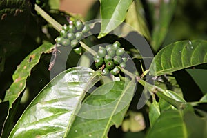 Coffee Beans on the Branch