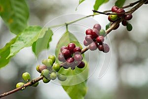 Coffee Beans on Branch