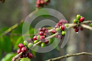 Coffee Beans on Branch