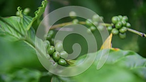 Coffee beans on the branch