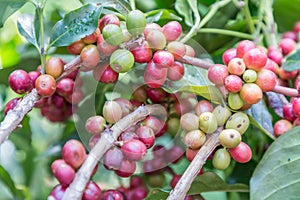 Coffee beans on the branch in coffee plantation farm. Arabica coffee. Coffee beans ready to pick. Fresh roasted coffee beans.