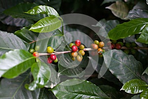 Coffee beans on a branch at coffee tree plantation. Fresh green and red juicy berries of coffee