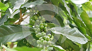 Coffee beans on the branch. Growing on a coffee plantation. Food, cultivate