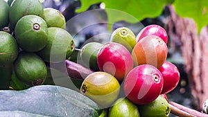 Coffee beans on a branch of tree