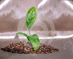 Coffee beans close-up. Green sprig with leaflets in the form of a sprout