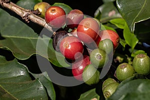 Coffee beans. Closeup of coffee fruits under sunlight at dawn