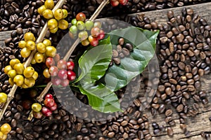 Coffee beans on coffee green leaves on wooden background, Fresh coffee beans on wooden background