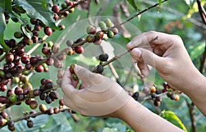 Coffee beans on a coffee tree