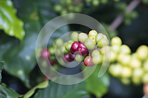 Coffee beans on coffee tree, branch of a coffee tree with ripe fruits