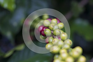 Coffee beans on coffee tree, branch of a coffee tree with ripe fruits