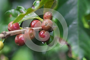 Coffee beans on coffee tree, branch of a coffee tree with ripe fruits