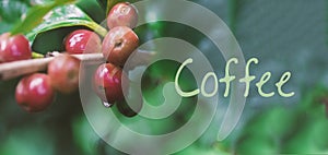 Coffee beans on coffee tree, branch of a coffee tree with ripe fruits