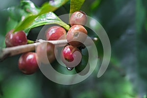 Coffee beans on coffee tree, branch of a coffee tree with ripe fruits