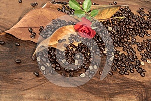 Coffee beans with dry leaves of magnolia and red rose.