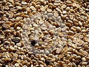 coffee beans drying in parchment, coffea seeds process