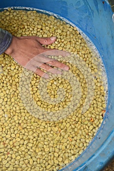 Coffee beans,In the ferment and wash method