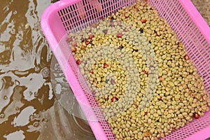 Coffee beans,In the ferment and wash method