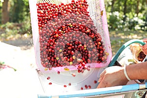 Coffee beans,In the ferment and wash method