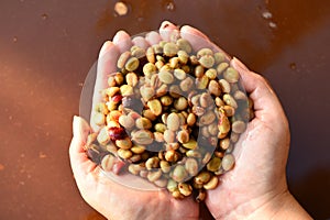 Coffee beans,In the ferment and wash method