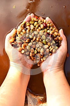 Coffee beans,In the ferment and wash method