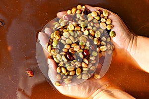 Coffee beans,In the ferment and wash method