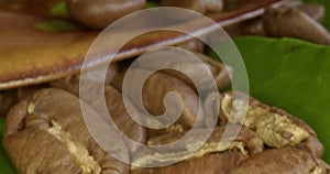 Coffee beans on green leaves, close-up footage