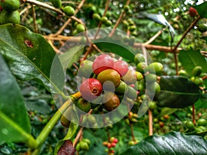 Coffee plant in Flores island, Indonesia. photo