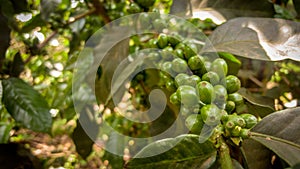 coffee beans growing on a coffee tree