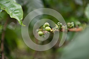 coffee beans growing on a coffee tree