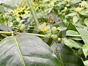 Coffee beans growing on plant