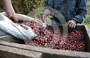 Coffee beans, Guatemala 26 photo