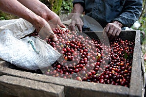 Coffee beans guatemala