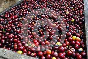 Coffee beans guatemala