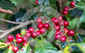 Coffee beans before harvest, Alajuela region, Costa Rica