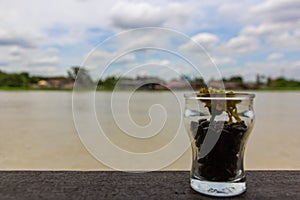 Coffee beans in jar on wood