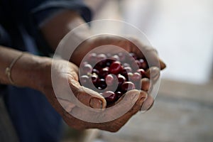 Coffee seed on the oldhand