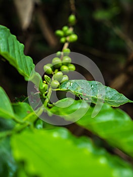 Coffee beans plant