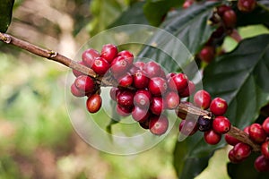 Coffee beans on plant