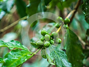 Coffee beans plant