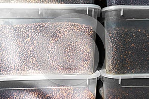 Coffee beans in plastic containers. a lot of roasted