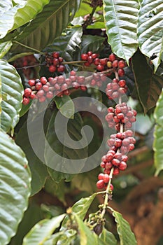 Coffee Beans ready to be picked up for processing