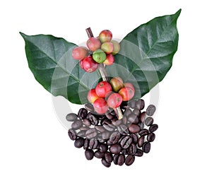 Coffee beans and ripe coffee