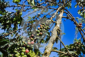 Coffee Beans Ripe Red and Green Beans On The Branch Green Leaves in Kenya East Africa